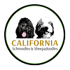 California Schnoodles and Sheepadoodles