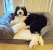 Sheepadoodle on dog bed