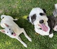 Sheepadoodle with shepherd