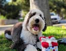 Sheepadoodle with toy