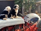 Sheepadoodle Puppies on Tractor