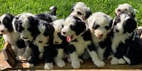 Sheepadoodle Puppies
