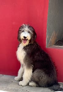 Sheepsdoodle by red wall
