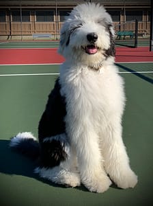 Sheepadoodle on tennis court