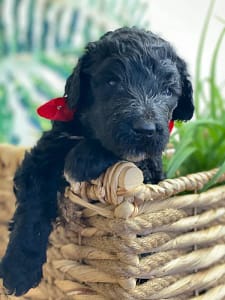 Schnoodle Puppy with red bow