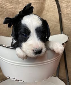 Sheepadoodle Puppy with Balck Bow