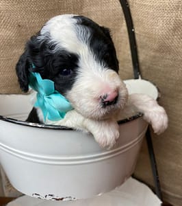 Sheepadoodle Puppy with Bow