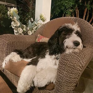 Sheepadoodle on chair