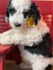Sheepadoodle Puppy with Yellow Bow