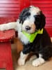 Sheepadoodle Puppy with Green Bow