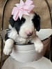 Sheepadoodle Puppy with Pink Bow