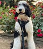 Sheepadoodle and flowers