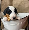Sheepadoodle Puppy with Brown Bow