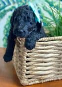 Schnoodle Puppy