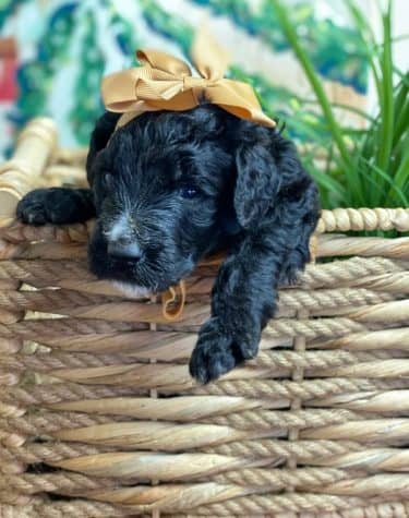 Schnoodle Puppy with orange bow