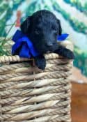 Schnoodle Puppy with blue bow