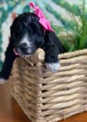 Schnoodle Puppy with pink bow