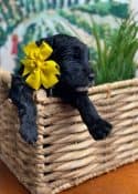 Schnoodle Puppy with yellow bow