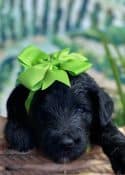Schnoodle Puppy with green bow