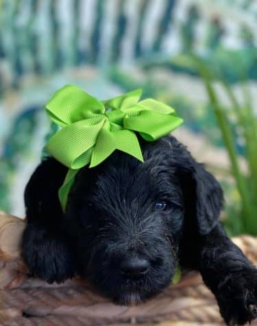 Schnoodle Puppy with green bow