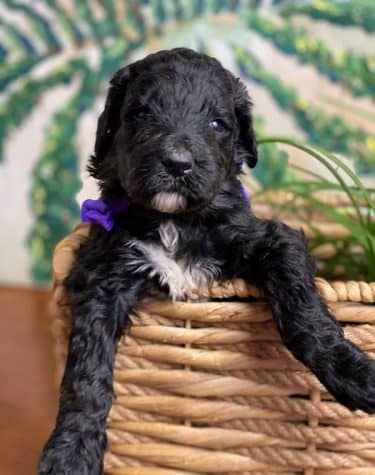 Schnoodle Puppy with purple bow