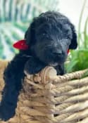 Schnoodle Puppy with red bow