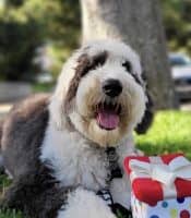Sheepadoodle with toy