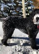 Schnoodle in the snow