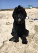 Schnoodle on the beach