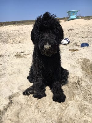 Schnoodle on the beach