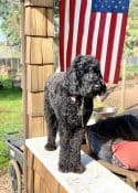 Schnoodle with American Flag