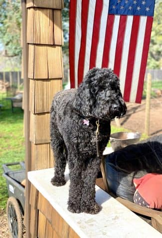 Schnoodle with American Flag