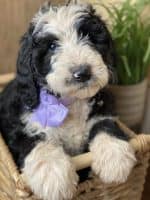 Schnoodle Puppy with Purple Bow
