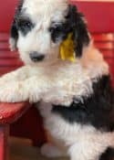 Sheepadoodle Puppy with Yellow Bow