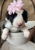 Sheepadoodle Puppy with Pink Bow